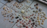 shell collection